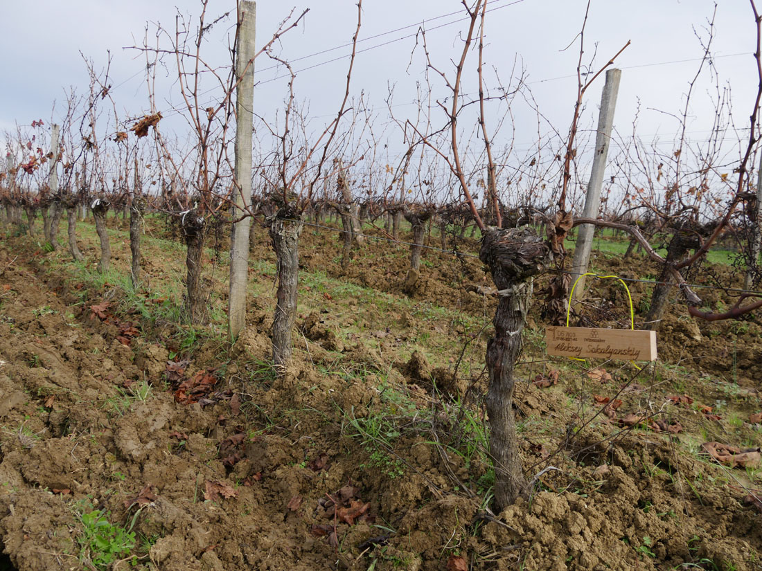 Виноградник на урожай